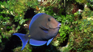 Blue fish plants rocks holography - lostfish free wallpaper