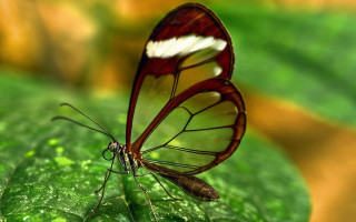 Butterfly red white wing green - amano free wallpaper for desktop