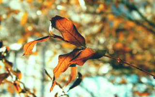 Branch leaves autumn blur bokeh - blurry free wallpaper