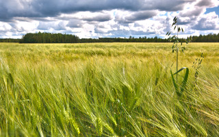 Field tallgrass cloudy sky trees - heavy grain free wallpaper
