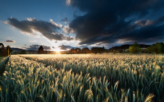 Wheat field cloudy sunset sunshine - the cloud and the sun free wallpaper
