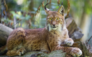 Lynx wood bernd fasching photorealistic - a lynx free wallpaper for desktop