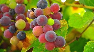 Grapes blooming leaves bee vibrant - fall vibrancy free wallpaper