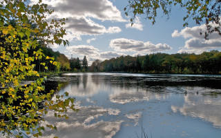 Lake forest clouds ducks sunset - a few duck free wallpaper