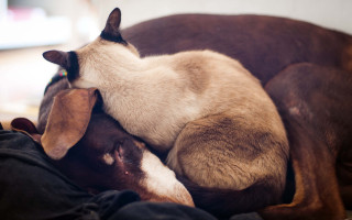 Dog cat sleeping bed annie - annie leibovitz free wallpaper