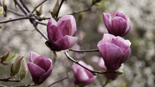 Tree purple flowers leaves blurry - the middle of its free wallpaper