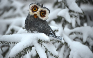 Owl yellow eyes snow branch - top of a tree branch free wallpaper