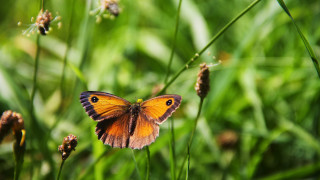 Green butterfly on plant bokeh - nature photography free wallpaper