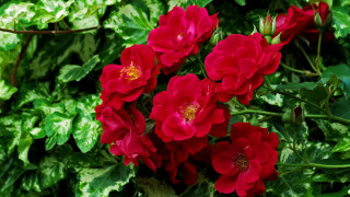Red flowers bush green leaves - ann thetis blacker free wallpaper for desktop
