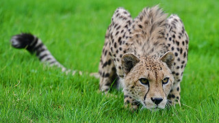 Cheetah grassy field blurry nature - free cats wallpaper