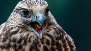 Smiling shiba inu surreal animal - a big smile free wallpaper