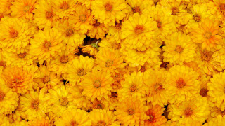 Yellow flower grass blurry background - derek chittock free wallpaper