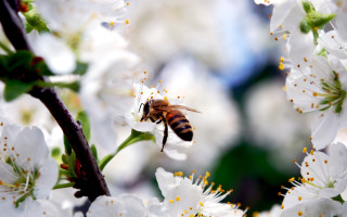 Bee white flowers tree branch - a bee free wallpaper for desktop