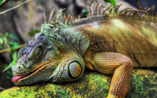 Large lizard rock moss outdoors - green moss free wallpaper