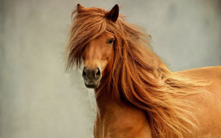 Horse flowing hair serious portrait - flowing free wallpaper