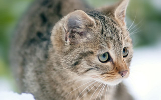 Serious cat blurry background blue 2 - its face free wallpaper for desktop