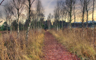 Forest path autumn cherry blossoms - dead free wallpaper for desktop