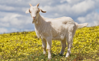 White goat yellow flowers cloudy - yellow flower and grass free wallpaper