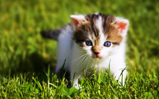 Kitten blue eyes grass sunny - field free wallpaper for desktop