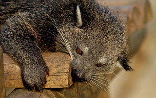 Raccoon wooden bench distant gaze - his eye free wallpaper