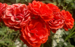 Red flowers vase outdoor bouquet - a table outside free wallpaper