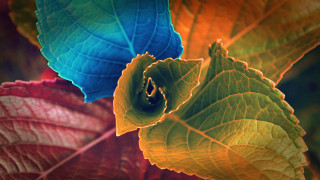 Leaf blue green yellow red - a red center free wallpaper