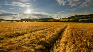 Wheat field sunset clouds cityscape - free summer wallpaper