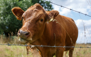 Brown cow field fence trees - a field next free wallpaper