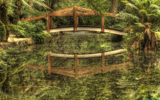 Bridge pond trees plants forest - a forest area free wallpaper