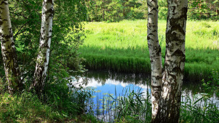 Pond trees grass forest sky - a forest area free wallpaper