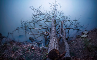 Dead tree lake night starry - diego gisbert llorens free wallpaper