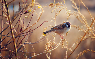Bird branch dryleaves twig blurry - dry free wallpaper