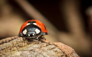 Ladybug tree stump macro black - a lady bug free wallpaper