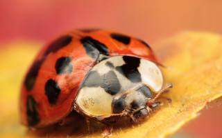 Ladybug leaf macro autumn blurry - spot free wallpaper