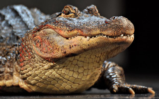 Crocodile head open mouth realistic - real free wallpaper