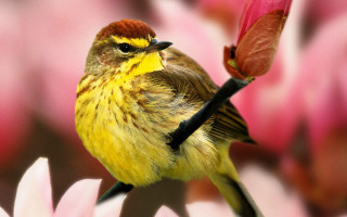 Small bird on flower ecological - upper body free wallpaper
