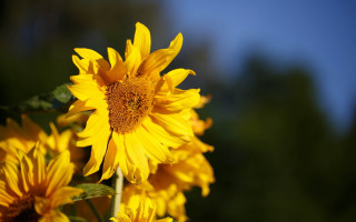 Sunflower blue sky ecological macro - sun free wallpaper for desktop