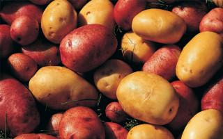 Potatoes green tops brown spots - a pile free wallpaper