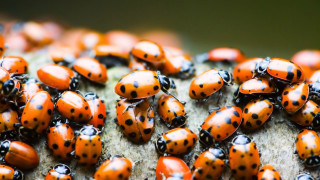 Ladybugs group rock tree trunk - a group together free wallpaper