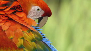 Colorful bird white face red - vibrant color free wallpaper