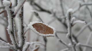 Small leaf snow tree branch - a.b. frost free wallpaper