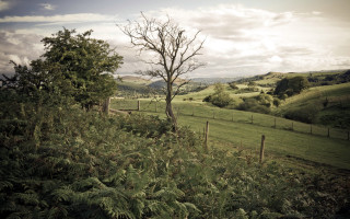 Tree fence tiltshift nature sunset - a tree in a field free wallpaper