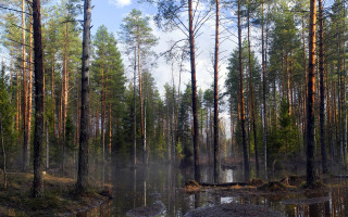 Swampy pond trees rocks clouds - a swampy area free wallpaper