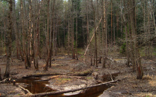 Forest fallen log puddle jigsaw - the middle of the forest free wallpaper for desktop