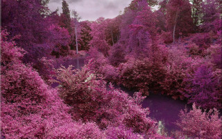 Purple forest river cherry blossoms - a purple sky above free wallpaper for desktop
