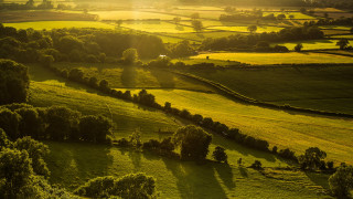 Green forest horizon sunset city - the tree and the grass free wallpaper