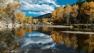 River trees yellow leaves blue 2 - yellow leaf free wallpaper