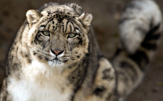 Snow leopard closeup blurry background - anne nasmyth free wallpaper
