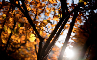 Yellow leaves sunset tree branch - the leaf free wallpaper