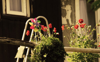 Garden flowers ladder house door - a garden free wallpaper